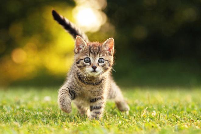 Кто сказал «мяу»