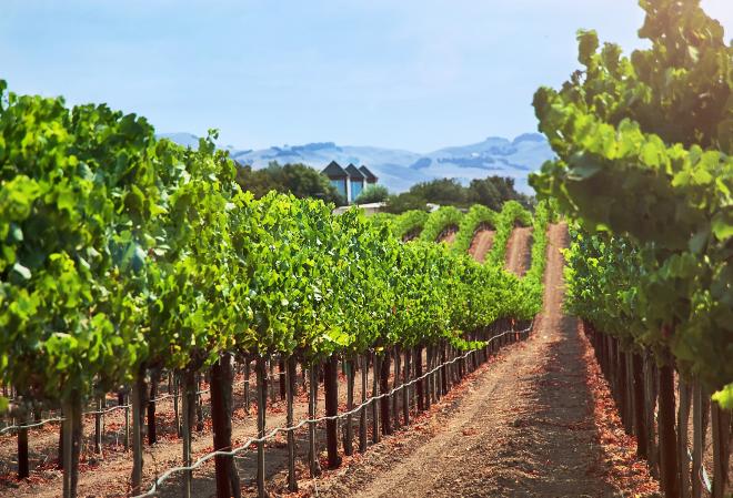 IoT-правила виноделов